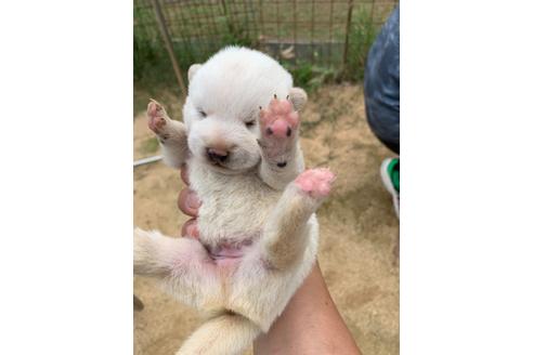 成約済の広島県の柴犬-108949