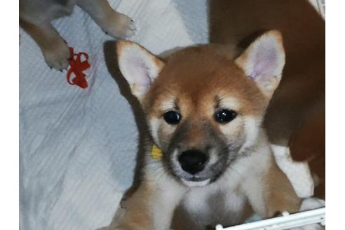 子犬