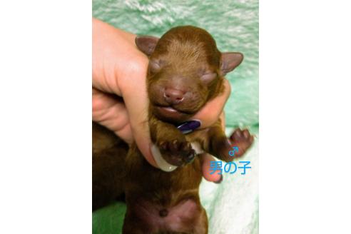 成約済の福岡県のトイプードル-108963の6枚目