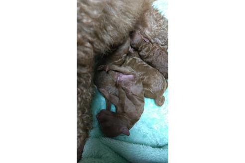 成約済の福岡県のトイプードル-108963の5枚目