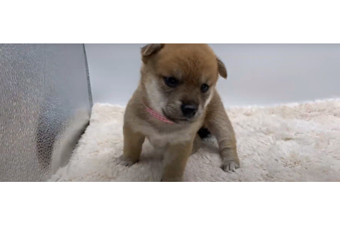 成約済の栃木県の柴犬-108982