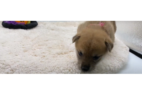 成約済の栃木県の柴犬-108982の2枚目