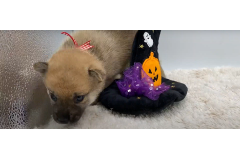 成約済の栃木県の柴犬-108984の2枚目