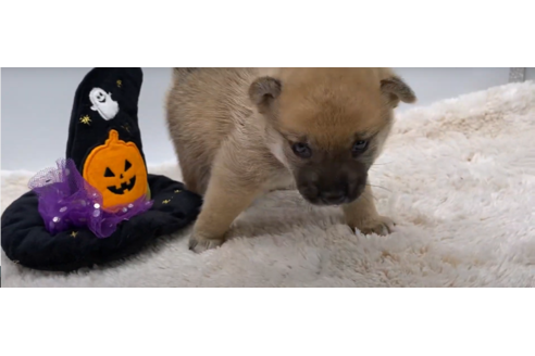 成約済の栃木県の柴犬-108984の1枚目