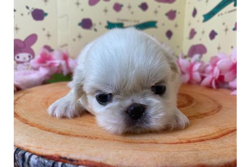 成約済の栃木県のペキニーズ-107819の1枚目