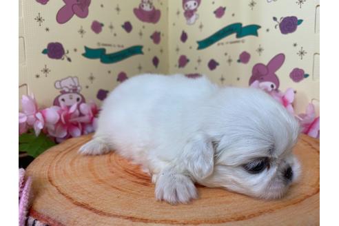 成約済の栃木県のペキニーズ-107819の4枚目