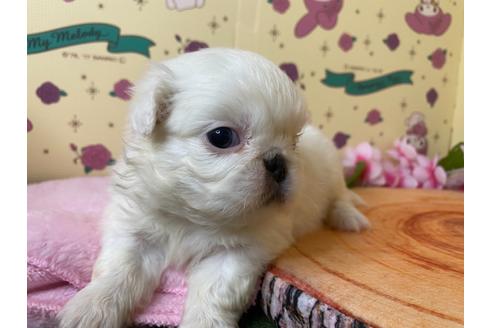 成約済の栃木県のペキニーズ-107829の11枚目