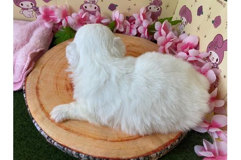 成約済の栃木県のペキニーズ-107827の8枚目
