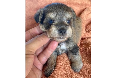成約済の埼玉県のミックス犬-108305の1枚目
