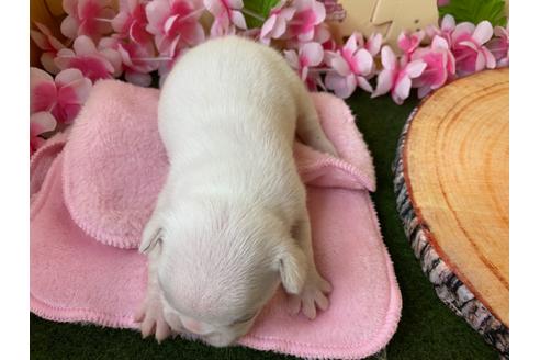 成約済の栃木県のフレンチブルドッグ-109004の14枚目