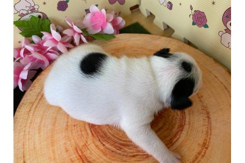成約済の栃木県のフレンチブルドッグ-109007の15枚目