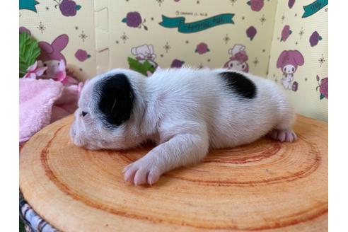 成約済の栃木県のフレンチブルドッグ-109007の13枚目