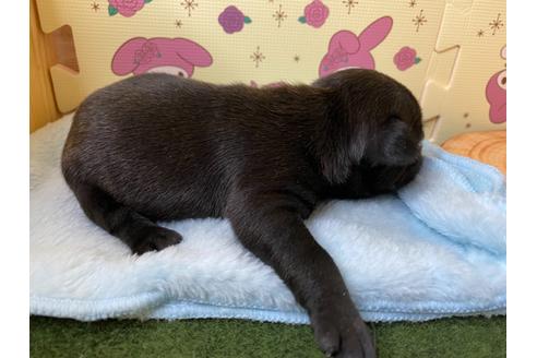 成約済の栃木県のフレンチブルドッグ-109011の17枚目