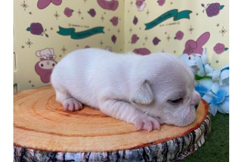 成約済の栃木県のフレンチブルドッグ-109017の13枚目