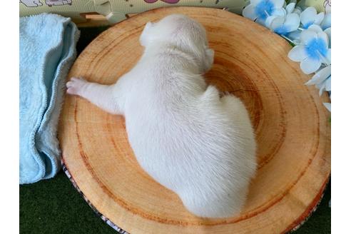 成約済の栃木県のフレンチブルドッグ-109017の12枚目