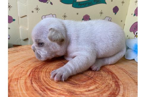 成約済の栃木県のフレンチブルドッグ-109020の17枚目