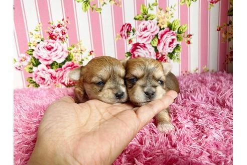 成約済の秋田県のミックス犬-109037の9枚目