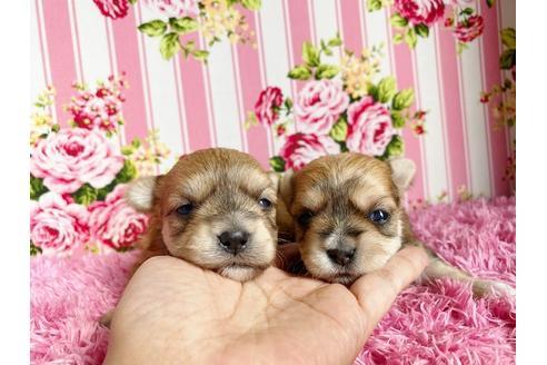 成約済の秋田県のミックス犬-109037の8枚目