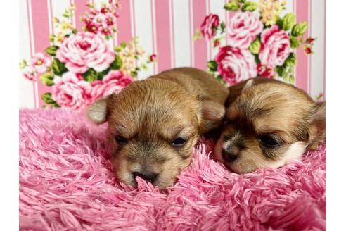 成約済の秋田県のミックス犬-109037の7枚目