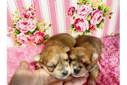 成約済の秋田県のミックス犬-109037の6枚目
