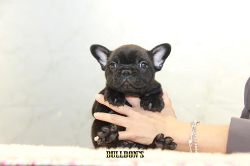 成約済の東京都のフレンチブルドッグ-109040の1枚目