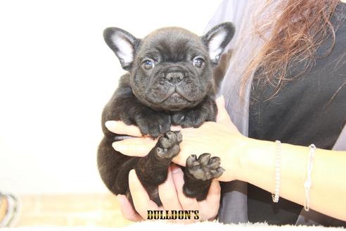 成約済の東京都のフレンチブルドッグ-109040の7枚目