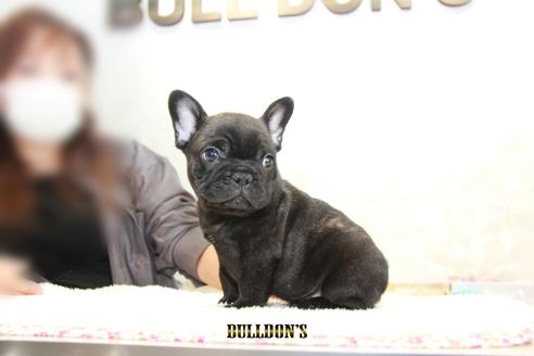 成約済の東京都のフレンチブルドッグ-109040の6枚目