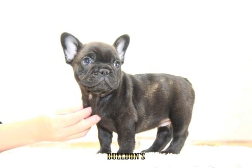 成約済の東京都のフレンチブルドッグ-109040の5枚目