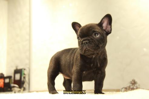 成約済の東京都のフレンチブルドッグ-109040の4枚目