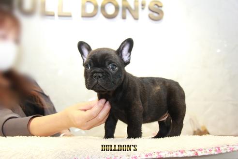 成約済の東京都のフレンチブルドッグ-109040の3枚目