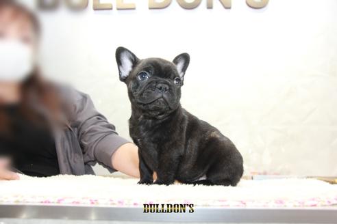 成約済の東京都のフレンチブルドッグ-109040の2枚目