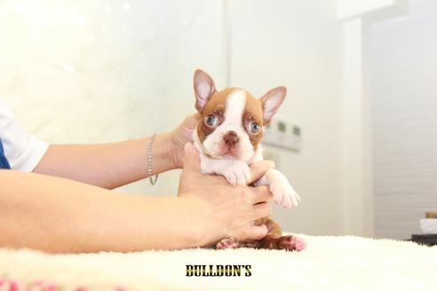 成約済の東京都のボストンテリア-109042の1枚目