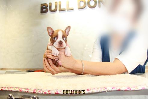 成約済の東京都のボストンテリア-109042の7枚目