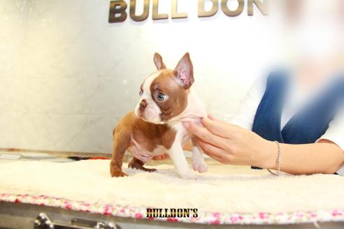 成約済の東京都のボストンテリア-109042の6枚目