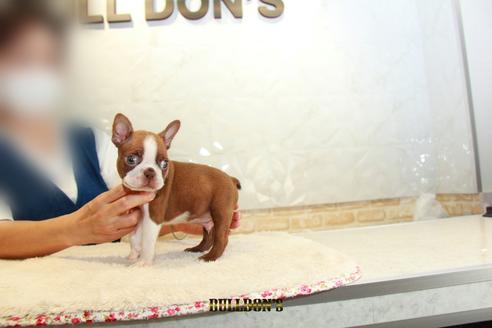 成約済の東京都のボストンテリア-109042の5枚目