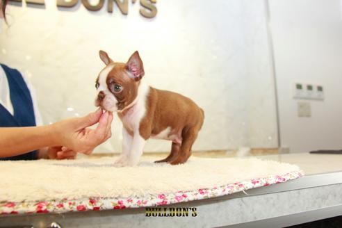 成約済の東京都のボストンテリア-109042の4枚目