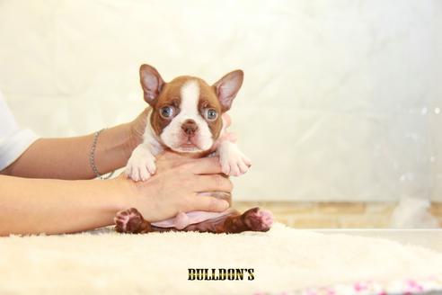 成約済の東京都のボストンテリア-109042の3枚目