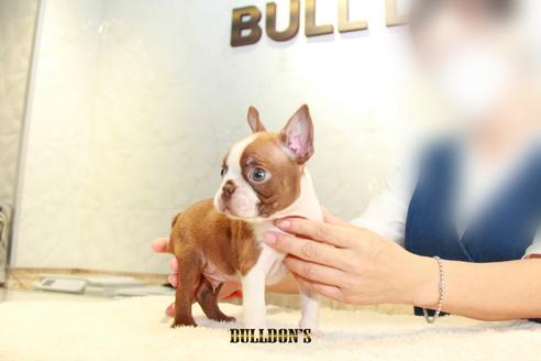 成約済の東京都のボストンテリア-109042の2枚目