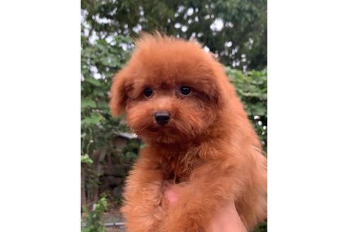 神奈川県のトイプードル 女の子 08 06生まれ レッドカラーふわふわの女の子 子犬id ブリーダーナビ