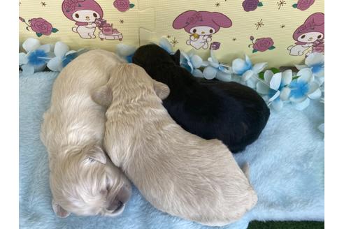 成約済の栃木県のミックス犬-109128の20枚目