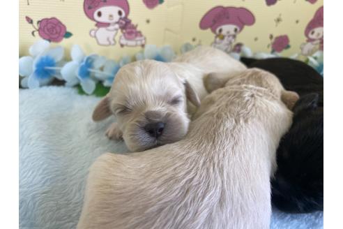 成約済の栃木県のミックス犬-109128の18枚目