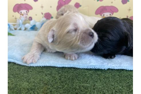 成約済の栃木県のミックス犬-109128の17枚目