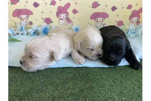 成約済の栃木県のミックス犬-109130の15枚目