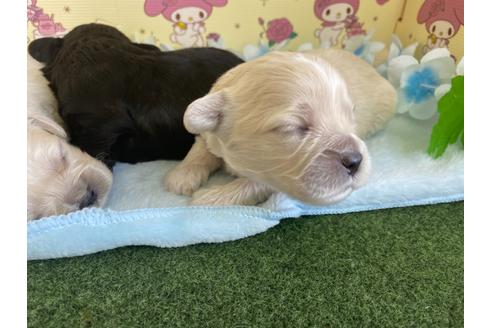 成約済の栃木県のミックス犬-109130の13枚目