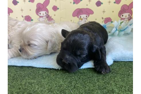 成約済の栃木県のミックス犬-109130の12枚目