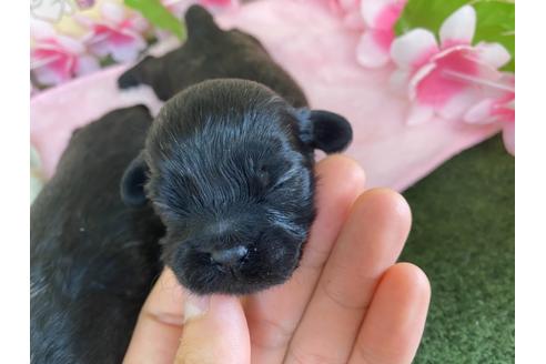 成約済の栃木県のミックス犬-109131の14枚目