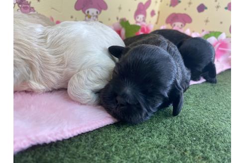 成約済の栃木県のミックス犬-109133の14枚目