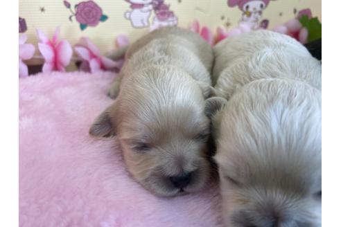 成約済の栃木県のミックス犬-109134の17枚目