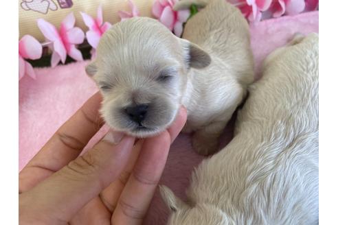 成約済の栃木県のミックス犬-109134の16枚目