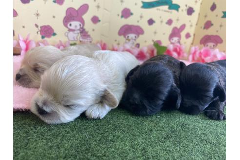 成約済の栃木県のミックス犬-109135の15枚目